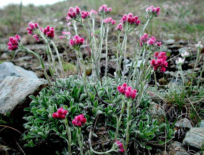 Catsfoot Rubra, Кошачья лапка Антеннария двудомная